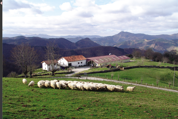 Ovejas pastando en el caserio Arreta